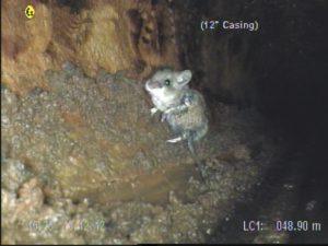 Video inspections camera are sometimes caught up with certain Wildlife inside connection and make them their homes. CLealry this image shows a mouse whom is interested in photography
