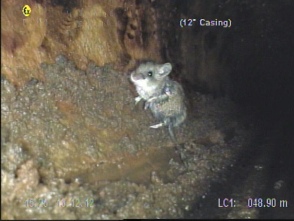 Remote Video Inspection Applications - Maverick Inspection