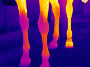 Infrared Thermography or IR imaging scanning can observe conditions on power systems, refractory insulation problems, determine build up in process vessels, building envelopes, heat loss in homes. IR scanning is great for developing a PMP on boiler systems and other frequent equipment needing observations. Infrared excels to look at in-floor heating prior to concrete coring or cutting. IR also detects for electrical panels and power supply units such as bearings in motors heat signatures We are located in the Edmonton Area and cover all video inspection work in Western Canada, Alberta and the Oil Sands in Fort McMurray.