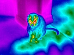 Infrared Thermography or IR imaging scanning can observe conditions on power systems, refractory insulation problems, determine build up in process vessels, building envelopes, heat loss in homes. IR scanning is great for developing a PMP on boiler systems and other frequent equipment needing observations. Infrared excels to look at in-floor heating prior to concrete coring or cutting. IR also detects for electrical panels and power supply units such as bearings in motors heat signatures We are located in the Edmonton Area and cover all video inspection work in Western Canada, Alberta and the Oil Sands in Fort McMurray. Infrared scan of a cat